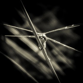 Portrait de libellule