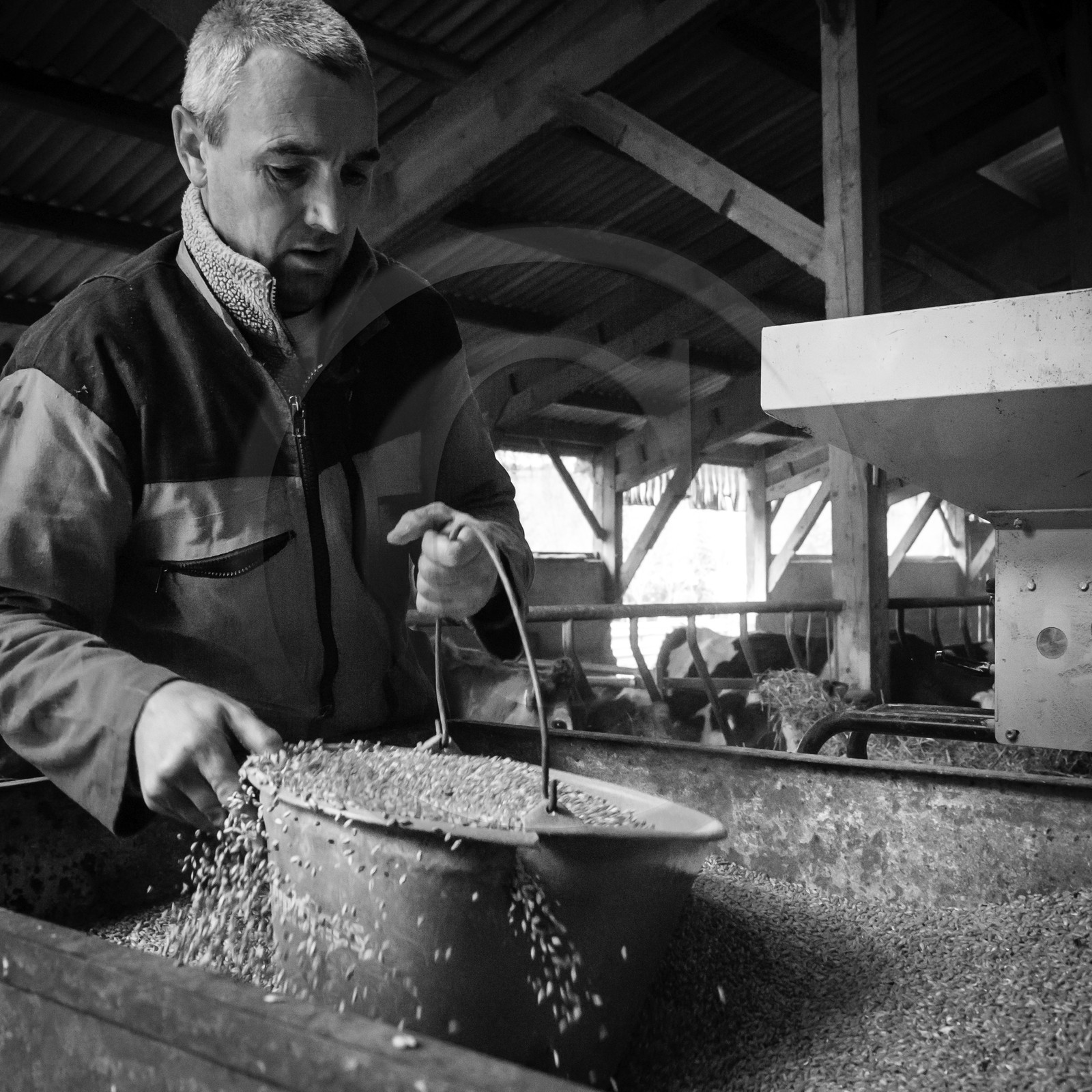 Les soins aux vaches